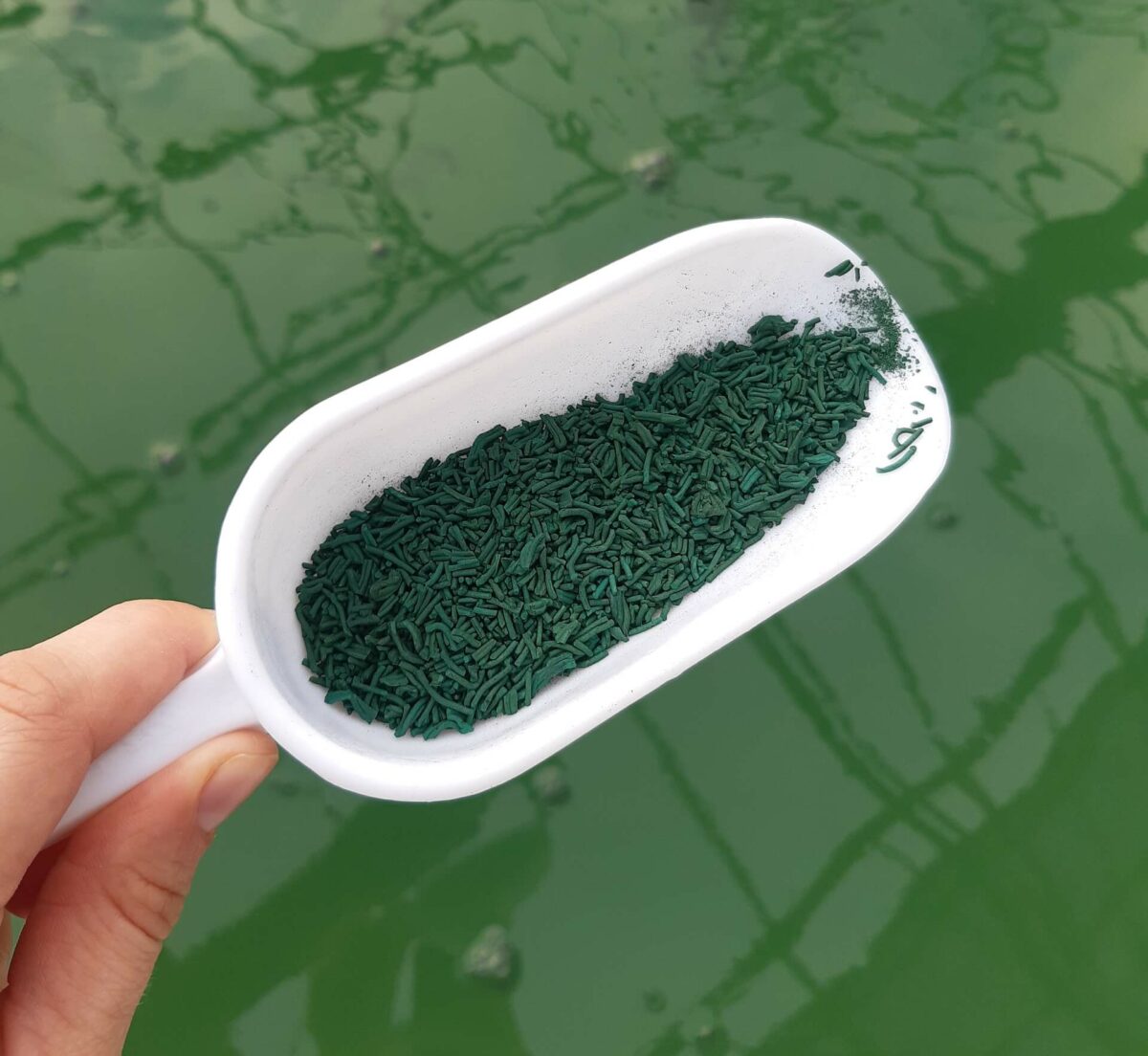 spiruline bio