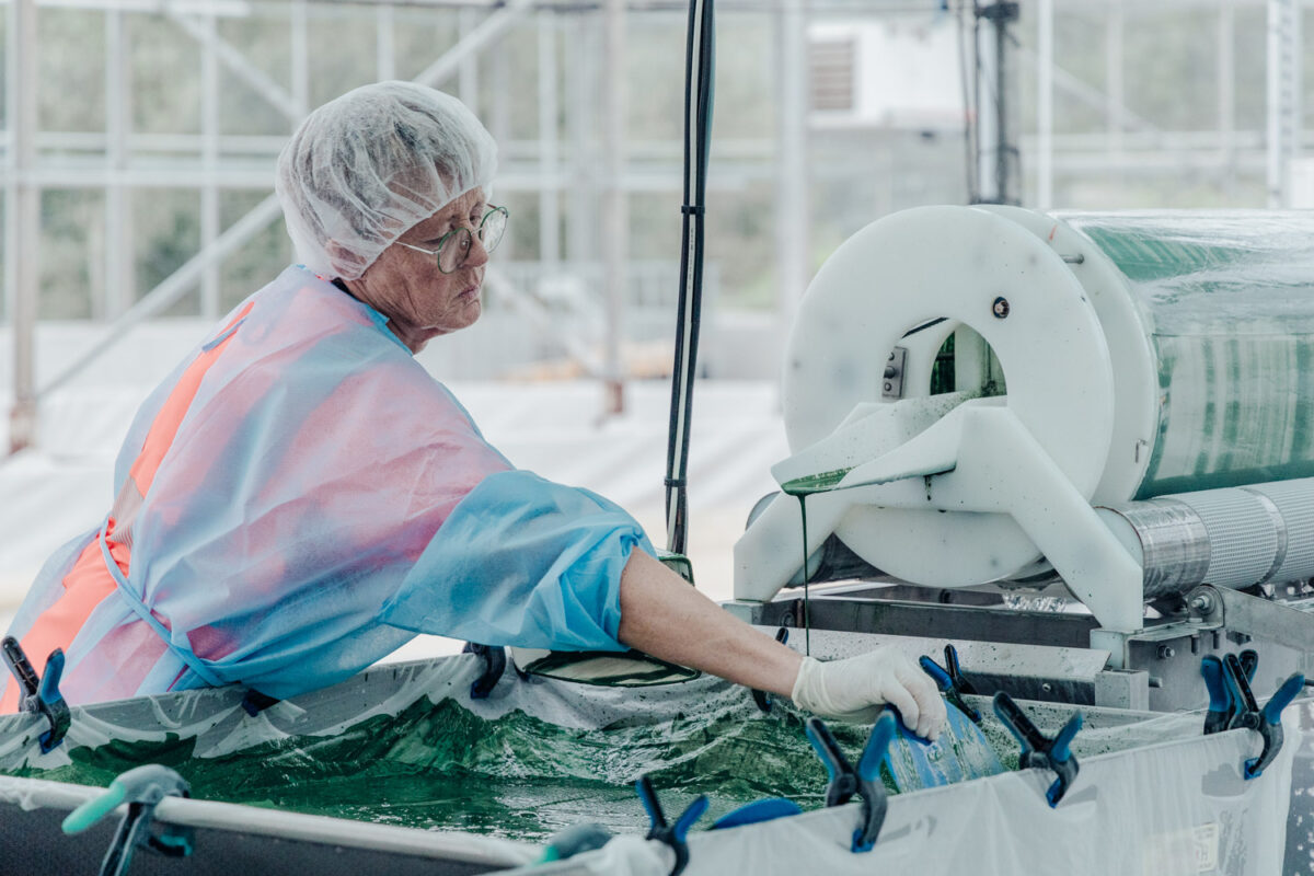 fabrication spiruline bio